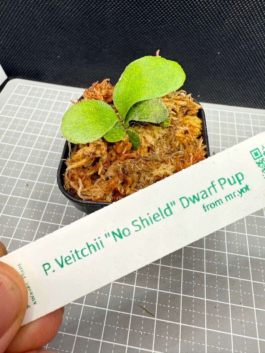 ビカクシダP veitchii No Shield Dwarf PUP 株分子株出品|Yahoo ビカクシダP veitchii No Shield Dwarf PUP 株分子株出品|Yahoo