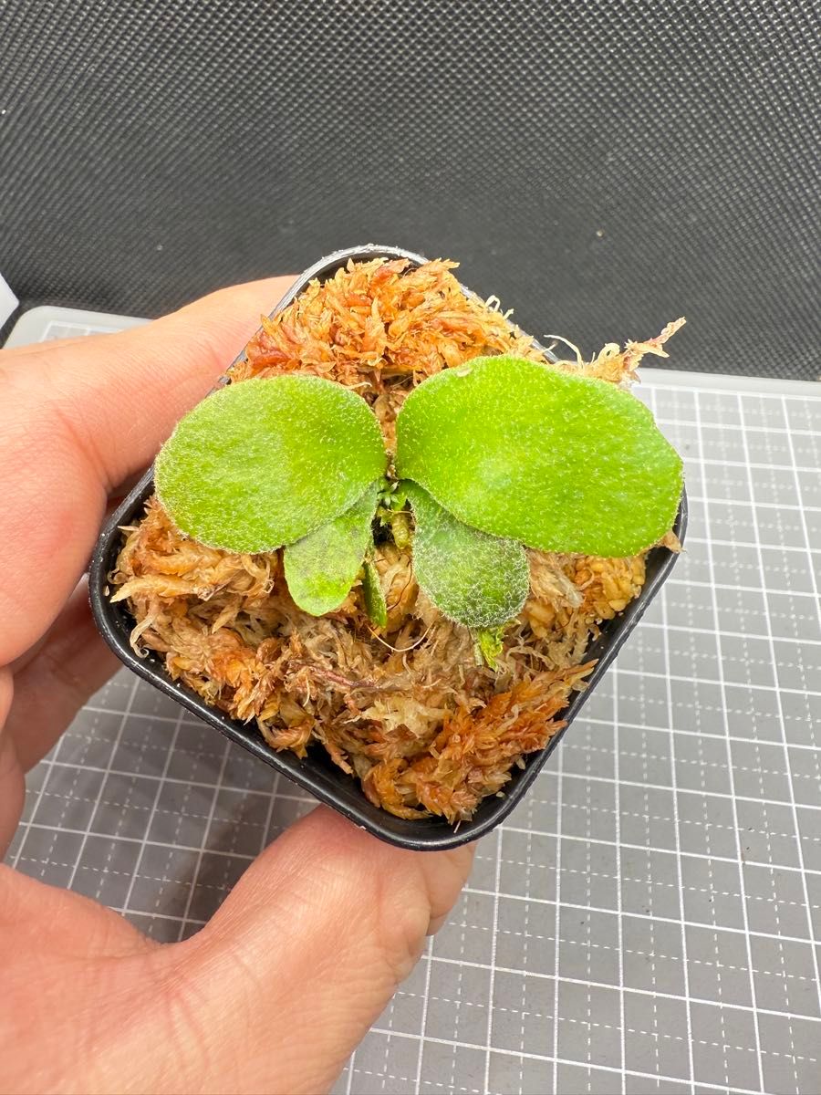 ビカクシダP veitchii No Shield Dwarf PUP 株分子株出品|Yahoo ビカクシダP veitchii No Shield Dwarf PUP 株分子株出品|Yahoo
