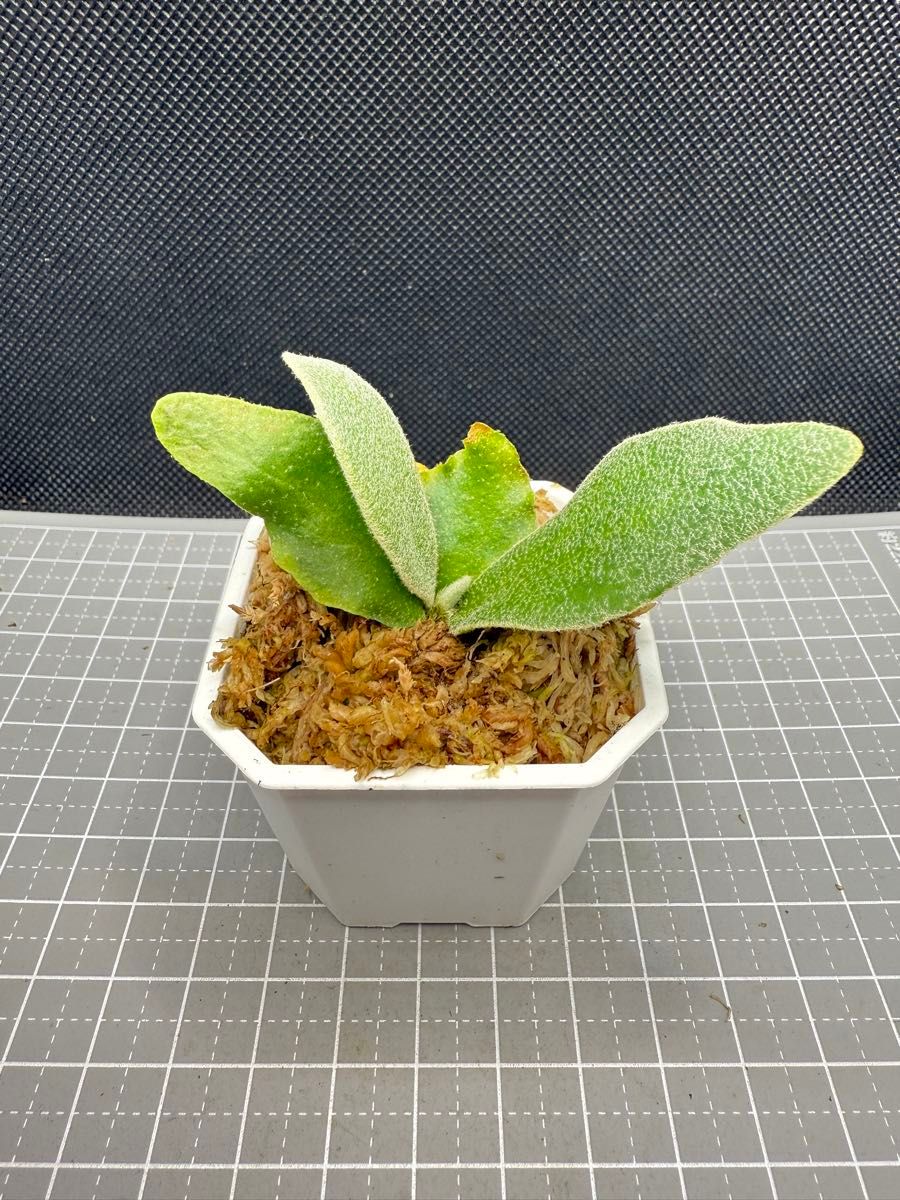 ビカクシダ P willinckii Nook dwarf spore|Yahoo!フリマ(旧 ビカクシダ P willinckii Nook dwarf spore|Yahoo!フリマ(旧