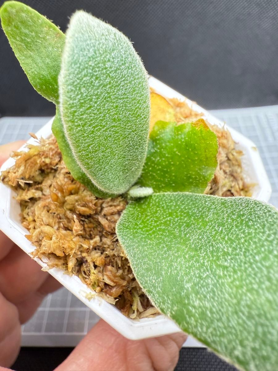 ビカクシダ P willinckii Nook dwarf spore|Yahoo!フリマ(旧 ビカクシダ P willinckii Nook dwarf spore|Yahoo!フリマ(旧