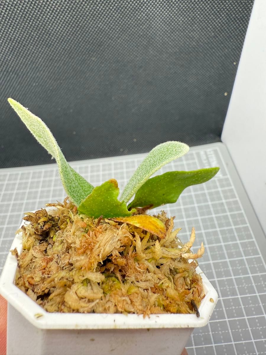 ビカクシダ P willinckii Nook dwarf spore|Yahoo!フリマ(旧 ビカクシダ P willinckii Nook dwarf spore|Yahoo!フリマ(旧