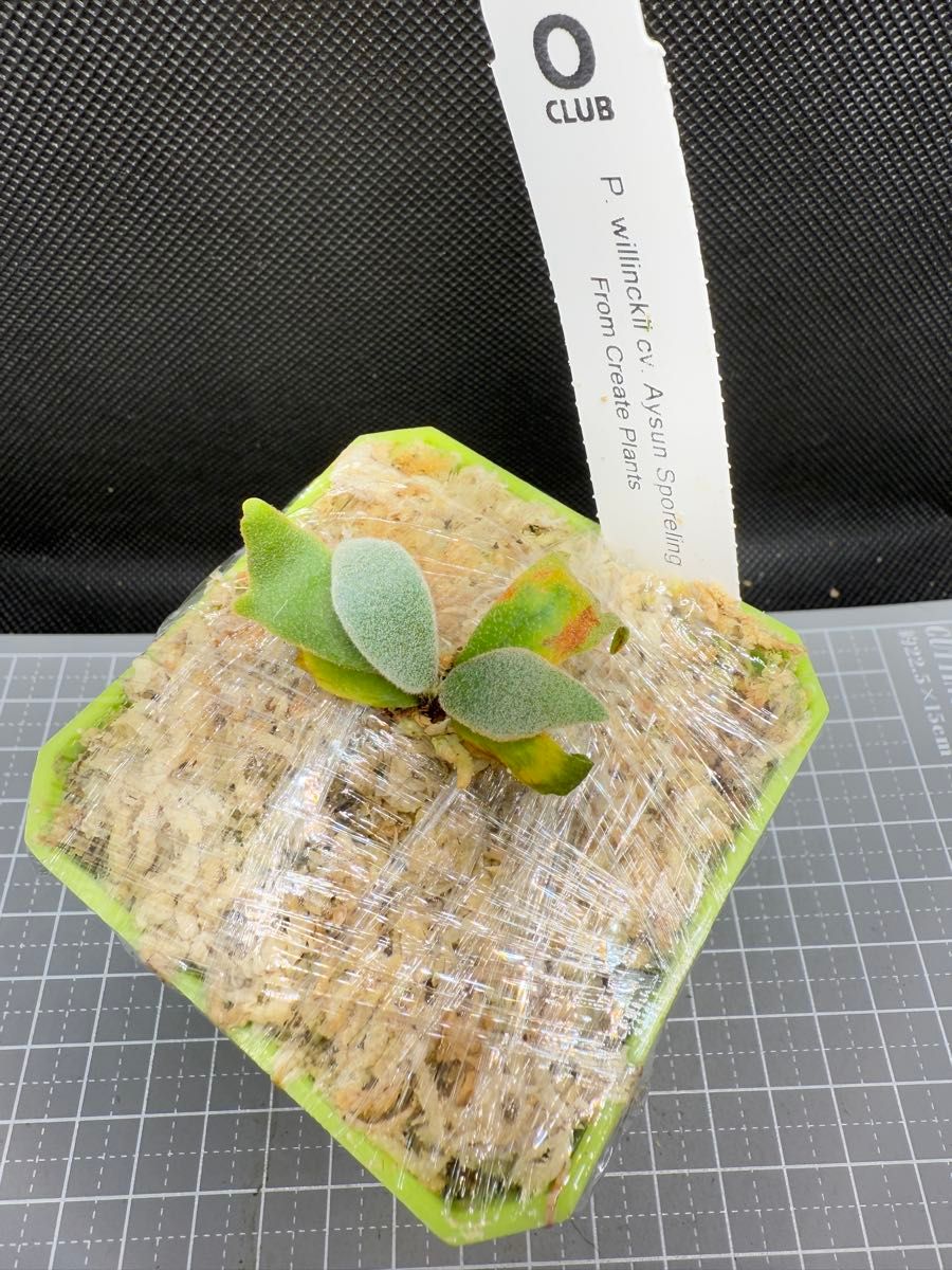 ビカクシダ P willinckii Aysun'月神' sporeling 育成ボックス ビカクシダ P willinckii Aysun'月神' sporeling 育成ボックス