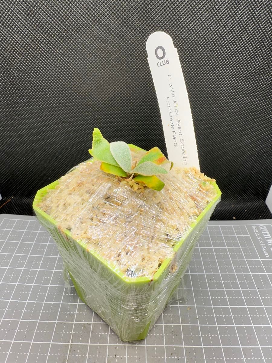 ビカクシダ P willinckii Aysun'月神' sporeling 育成ボックス ビカクシダ P willinckii Aysun'月神' sporeling 育成ボックス
