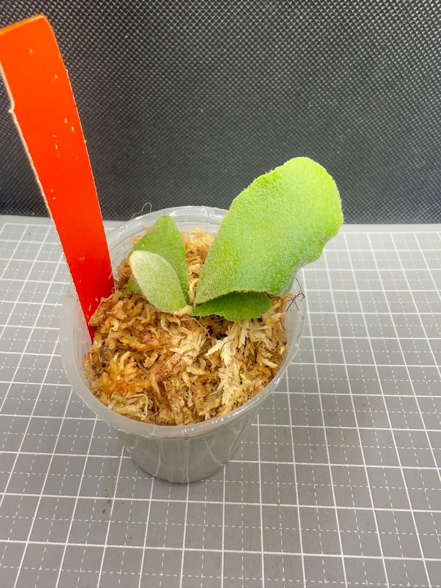 ビカクシダP willinckii white rose spore|Yahoo!フリマ(旧 ビカクシダP willinckii white rose spore|Yahoo!フリマ(旧