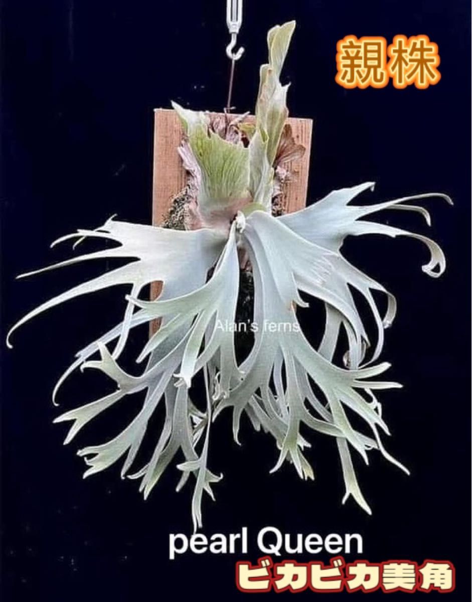 Y's plants様専用 「初上陸」ビカクシダ OMG x Pearl Queen Y's plants様専用 「初上陸」ビカクシダ OMG x Pearl Queen