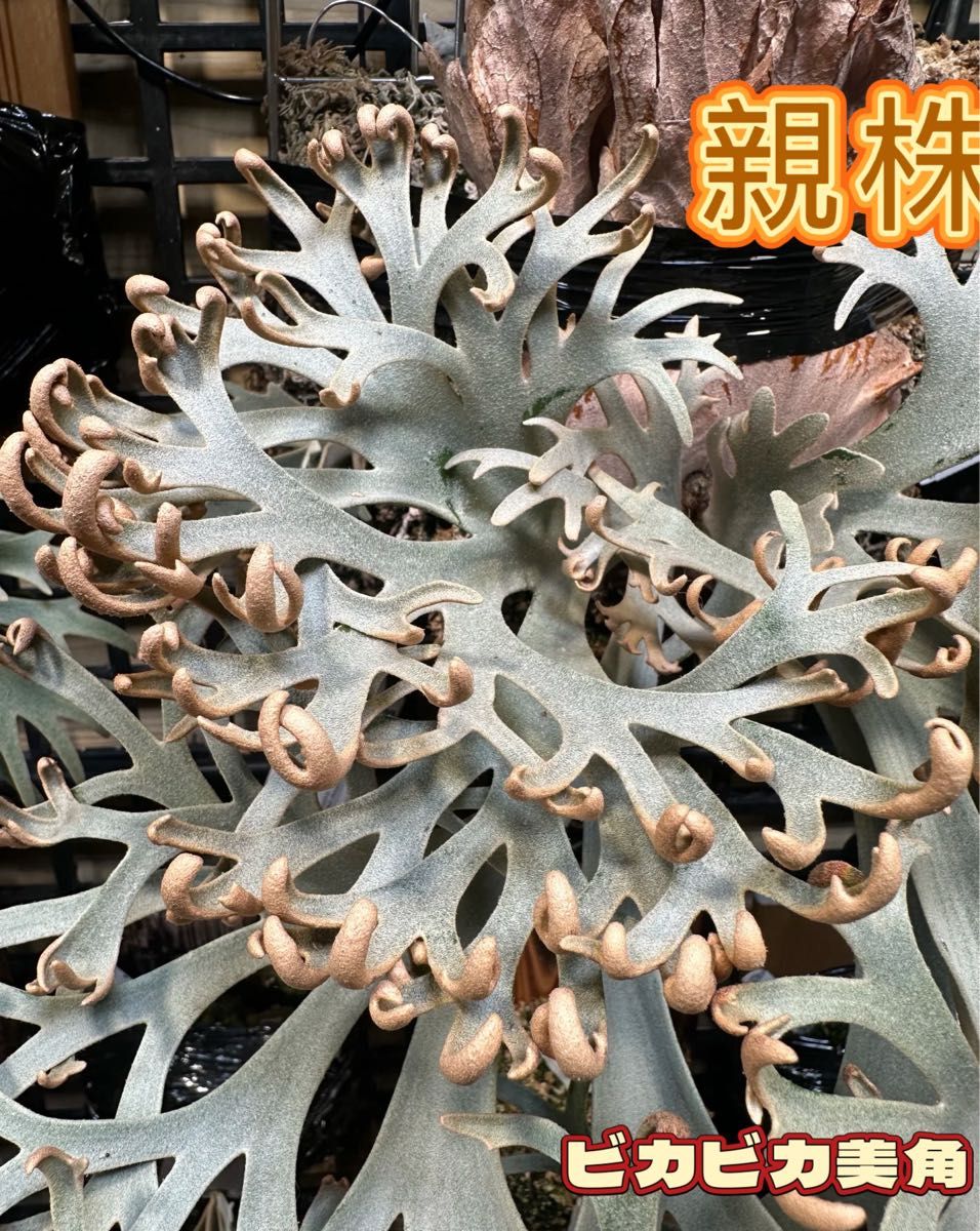 ビカクシダ P willinckii Nook dwarf spore|Yahoo!フリマ(旧 ビカクシダ P willinckii Nook dwarf spore|Yahoo!フリマ(旧