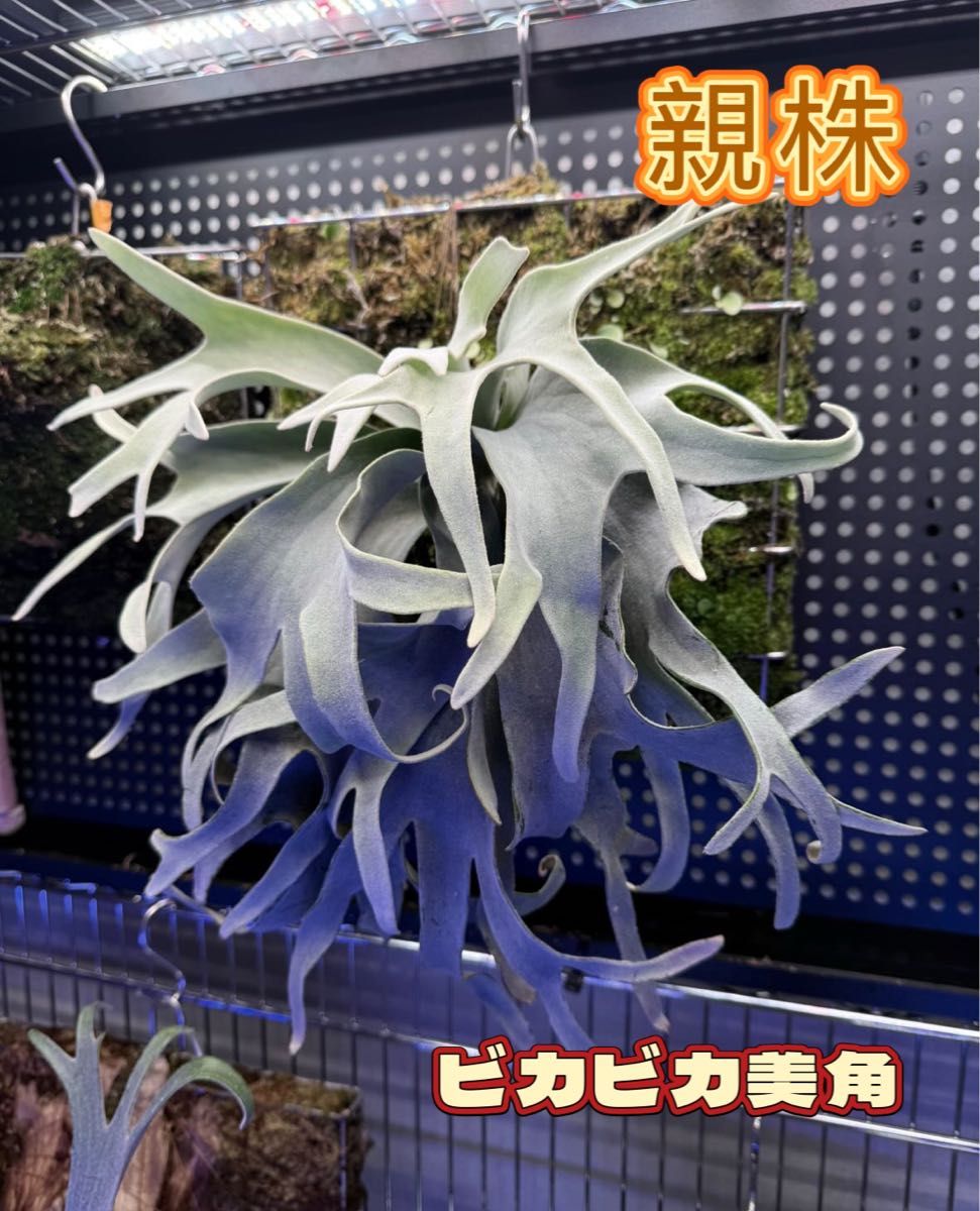 期間限定30%OFF! veitchii ビカクシダP No 株分子株出品|Yahoo PUP Dwarf Shield ビカクシダ