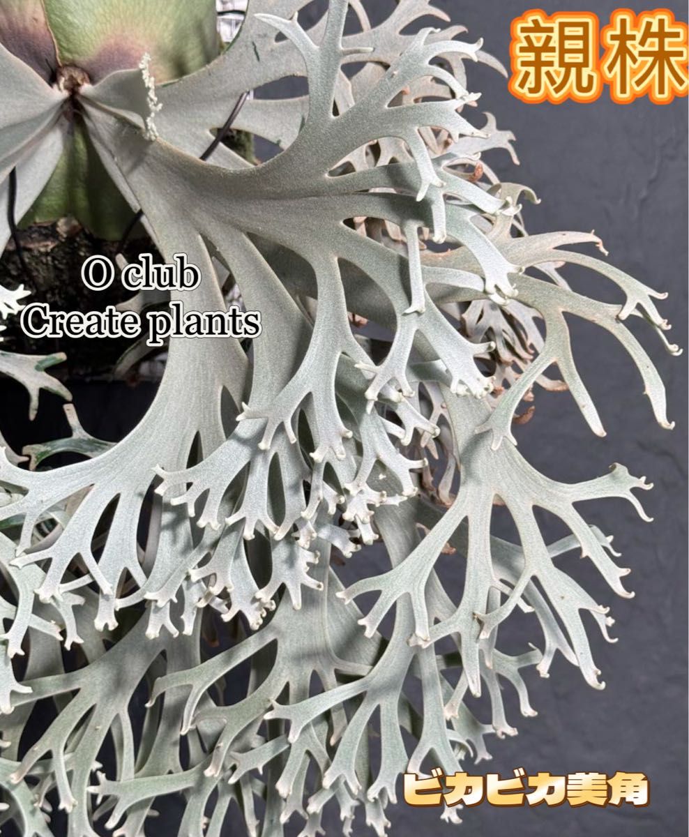 ビカクシダ P willinckii Aysun'月神' sporeling 育成ボックス ビカクシダ P willinckii Aysun'月神' sporeling 育成ボックス