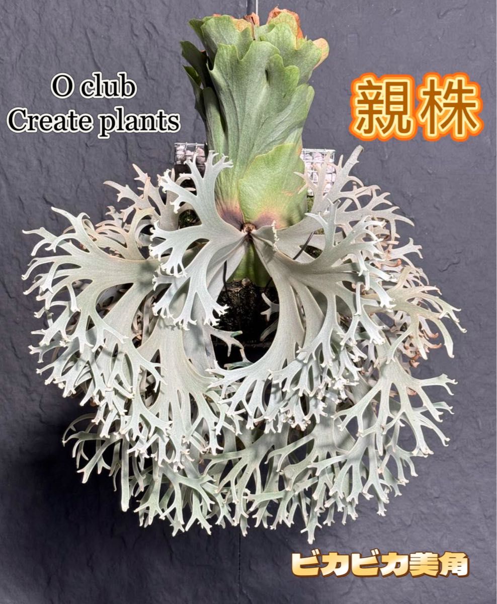 ビカクシダ P willinckii Aysun'月神' sporeling 育成ボックス ビカクシダ P willinckii Aysun'月神' sporeling 育成ボックス