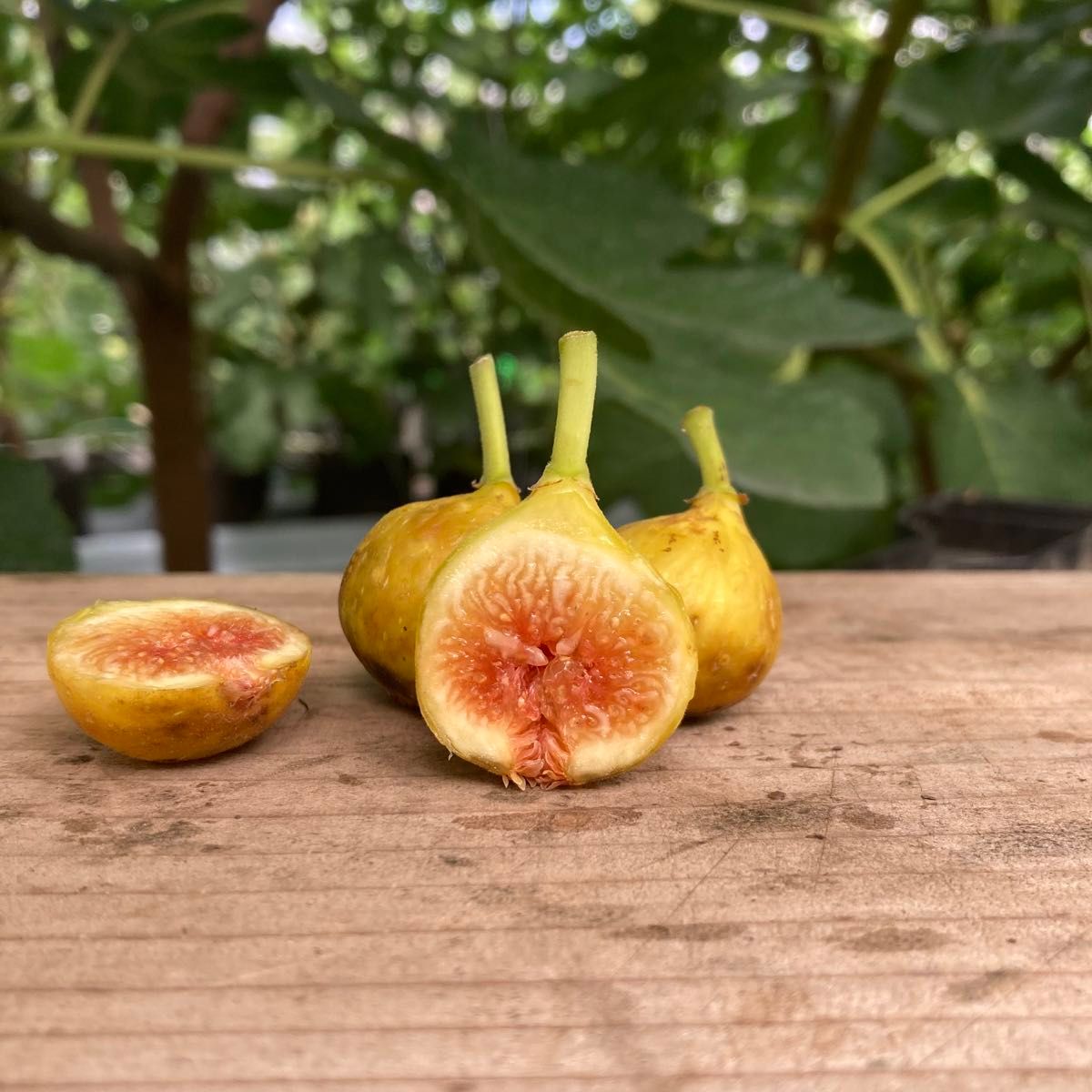 Tropical Goldenberry 穂木 1本 イチジク|Yahoo!フリマ(旧 Tropical Goldenberry 穂木 1本 イチジク|Yahoo!フリマ(旧