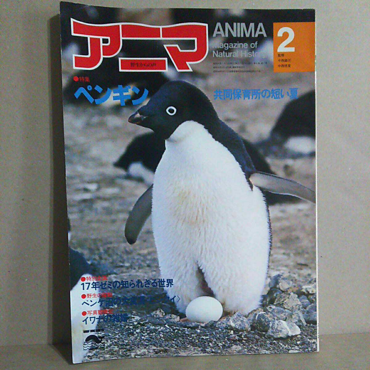 ヤフオク アニマ 野生からの声 ペンギン 共同保育の短い夏