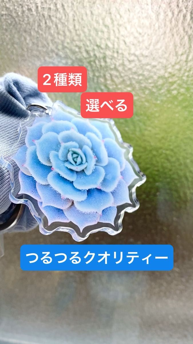 ２個セット　ハイクオリティ◆うるつや多肉植物　エケベリア　アクリルキーホルダー　