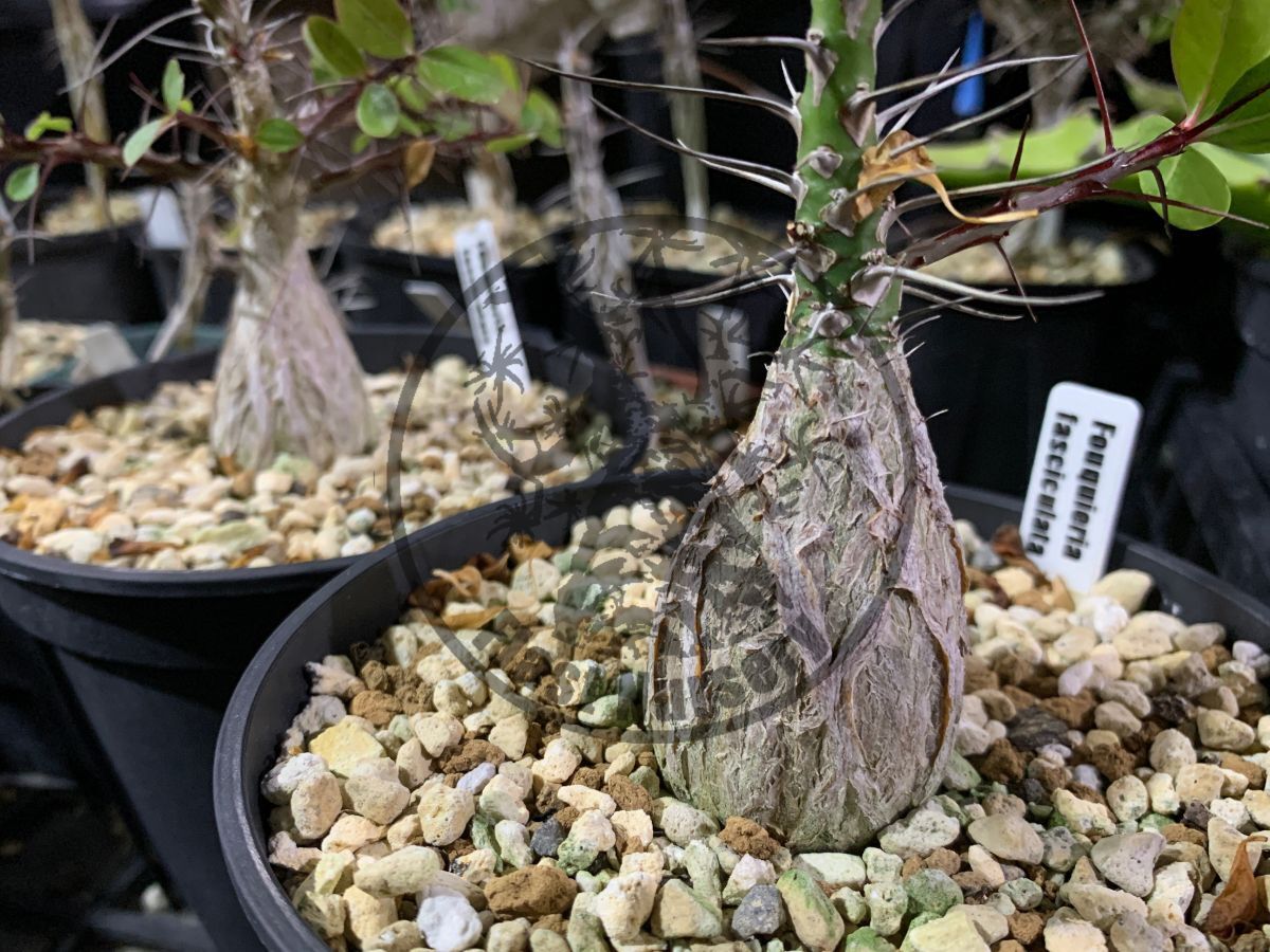Fouquieria fasciculata フォークイエリア ファシクラータ 10粒 Fouquieria fasciculata フォークイエリア ファシクラータ 10粒
