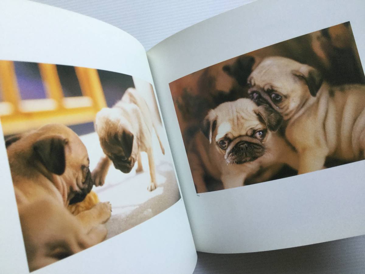  фотография Mucc #ARTBOOK_OUTLET# 92-007 * бесплатная доставка!. собака. книга@ фото graph коллекция naughty puppies маленький болото . orange страница 1998 год 