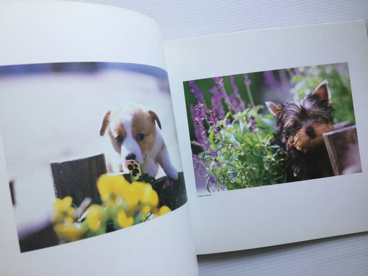  photograph Mucc #ARTBOOK_OUTLET# 92-007 * free shipping!. dog. book@ photo graph collection naughty puppies small marsh hing . orange page 1998 year 