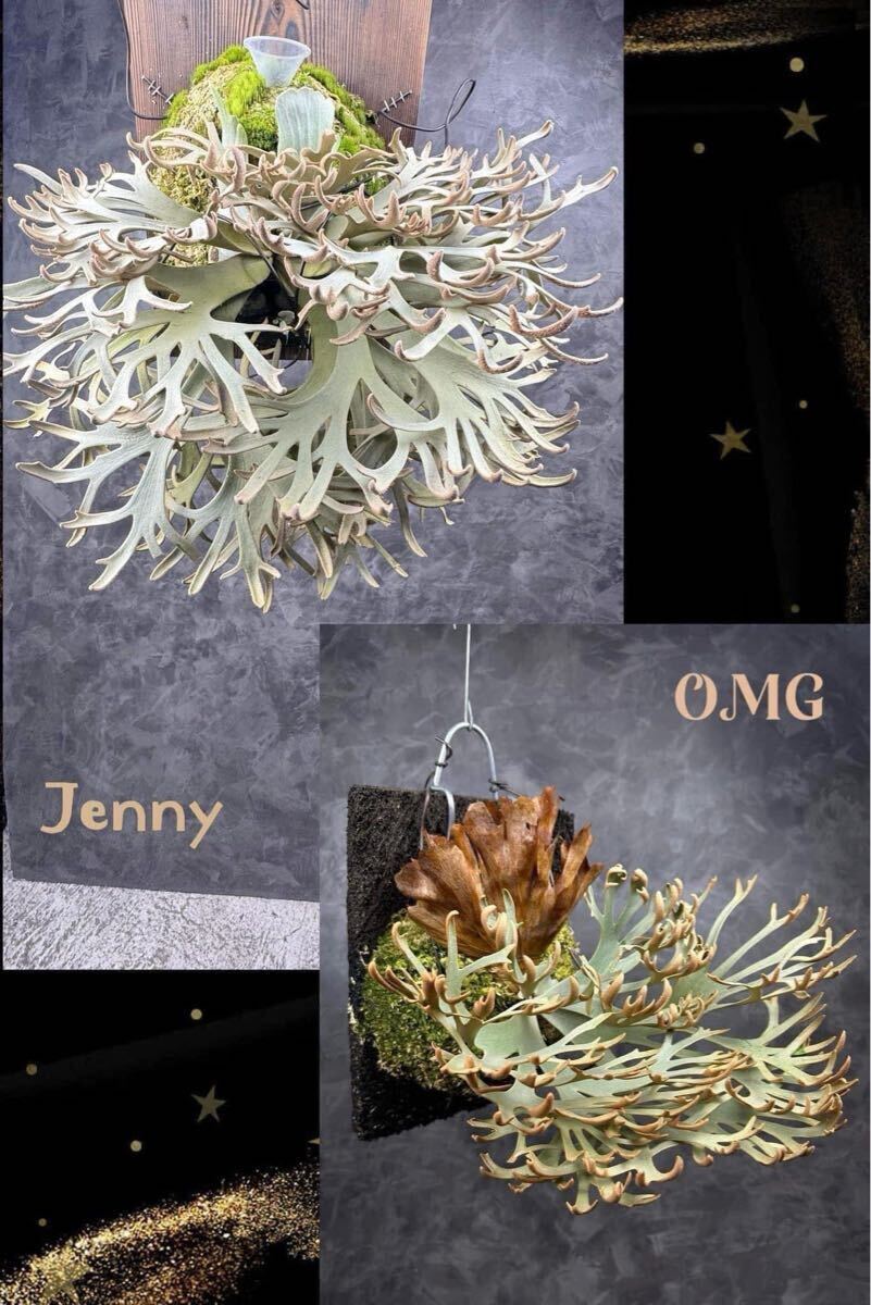 ビカクシダ jenny×O.M.G hyb Jyue Ji Platycerium 購入株 ビカクシダ jenny×O.M.G hyb Jyue Ji Platycerium 購入株