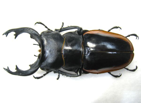 標本】超特大 クベラツヤクワガタ(ssp sinensis:ベトナム中部 標本】超特大 クベラツヤクワガタ(ssp sinensis:ベトナム中部