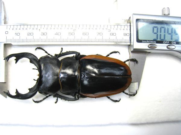 標本】超特大 クベラツヤクワガタ(ssp sinensis:ベトナム中部 標本】超特大 クベラツヤクワガタ(ssp sinensis:ベトナム中部