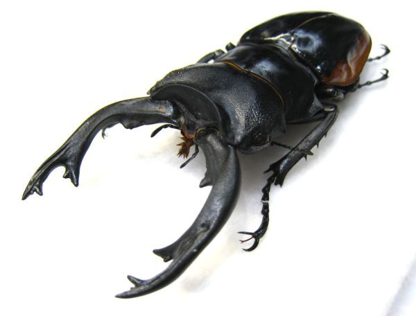 標本】超特大 クベラツヤクワガタ(ssp sinensis:ベトナム中部 標本】超特大 クベラツヤクワガタ(ssp sinensis:ベトナム中部