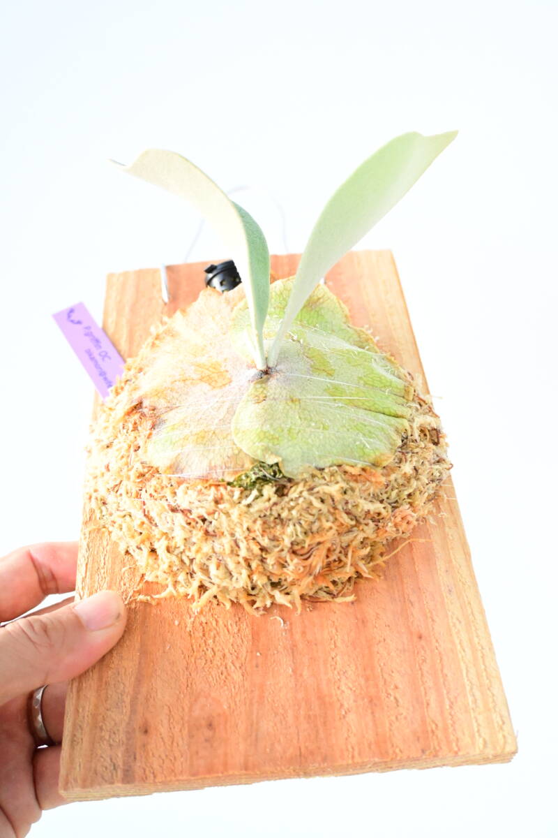 P.griffin OC グリフィン　ビカクシダ imgrc0119082552.jpg