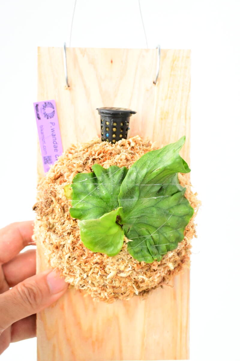 P.wandae dwarf TC④ @bikamori.com ワンダエドワーフ ビカクシダ