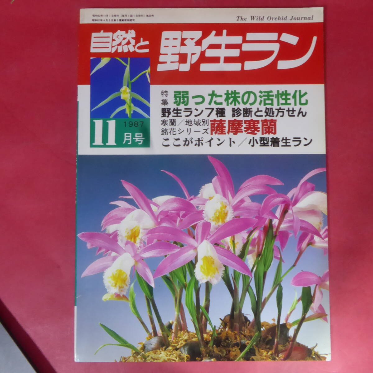 YN2-250221☆自然と野生ラン 1987年11月号　寒蘭 ウチョウラン エビネ ホトトギス ※ 園芸JAPAN