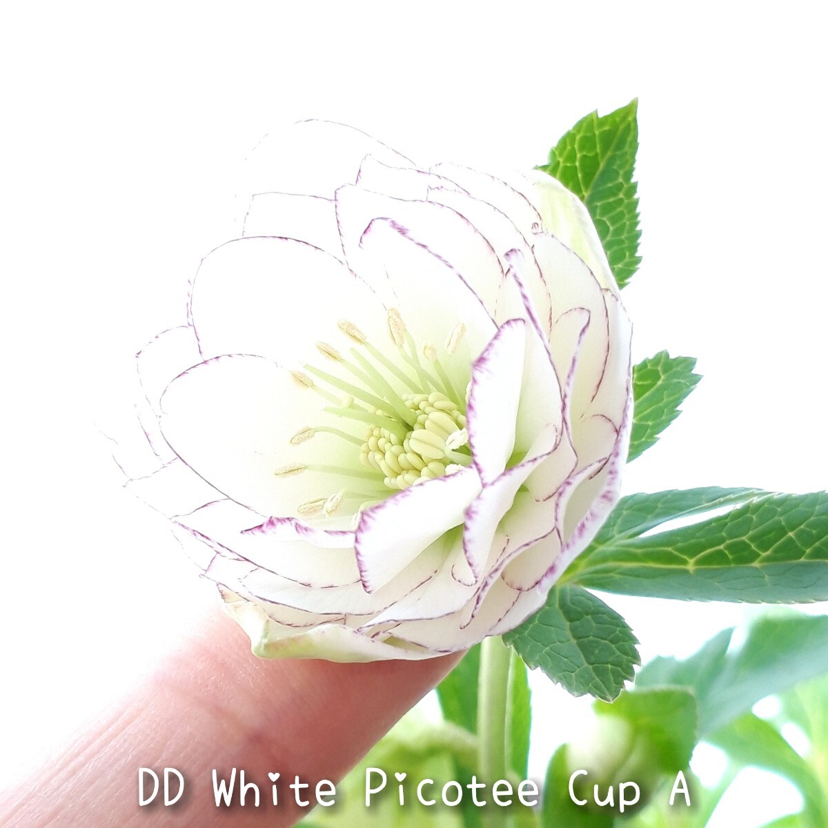 D③DD White Picotee Cup A 5粒＊カップ咲きクリスマスローズの種子＊宿根草 花