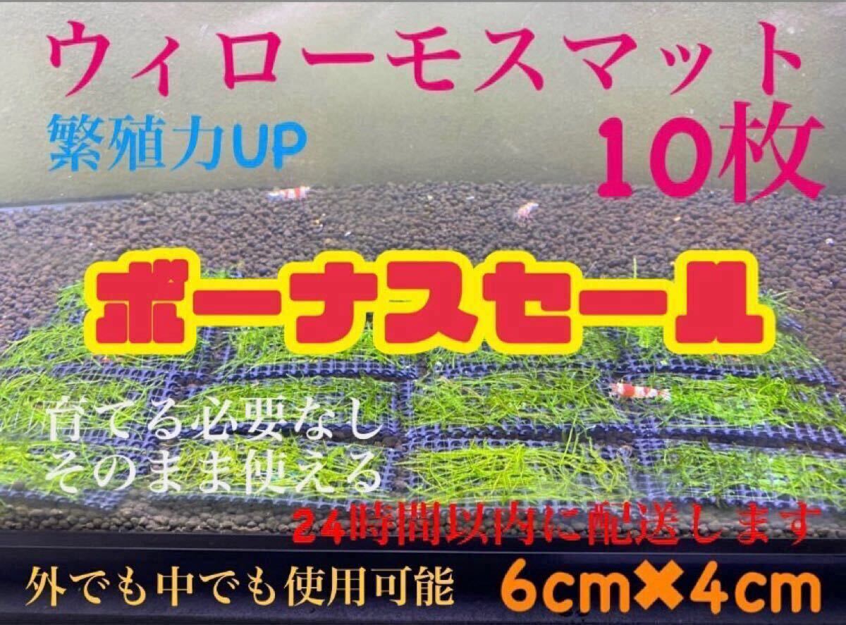水草　ウィローモス　ウィローモスマット　10枚セット
