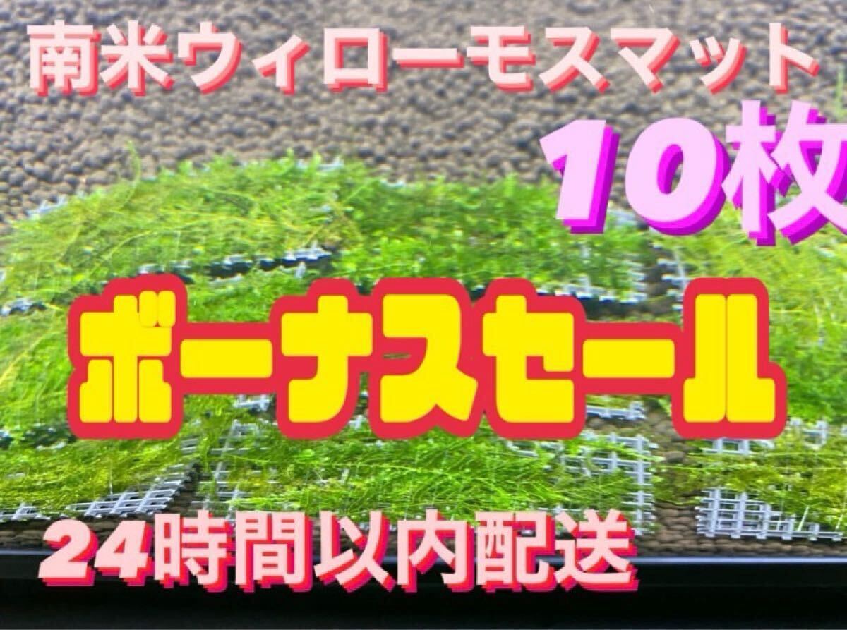 水草　ウィローモスマット10枚セット　6cm×4cm 10枚　南米ウィローモス　無農薬