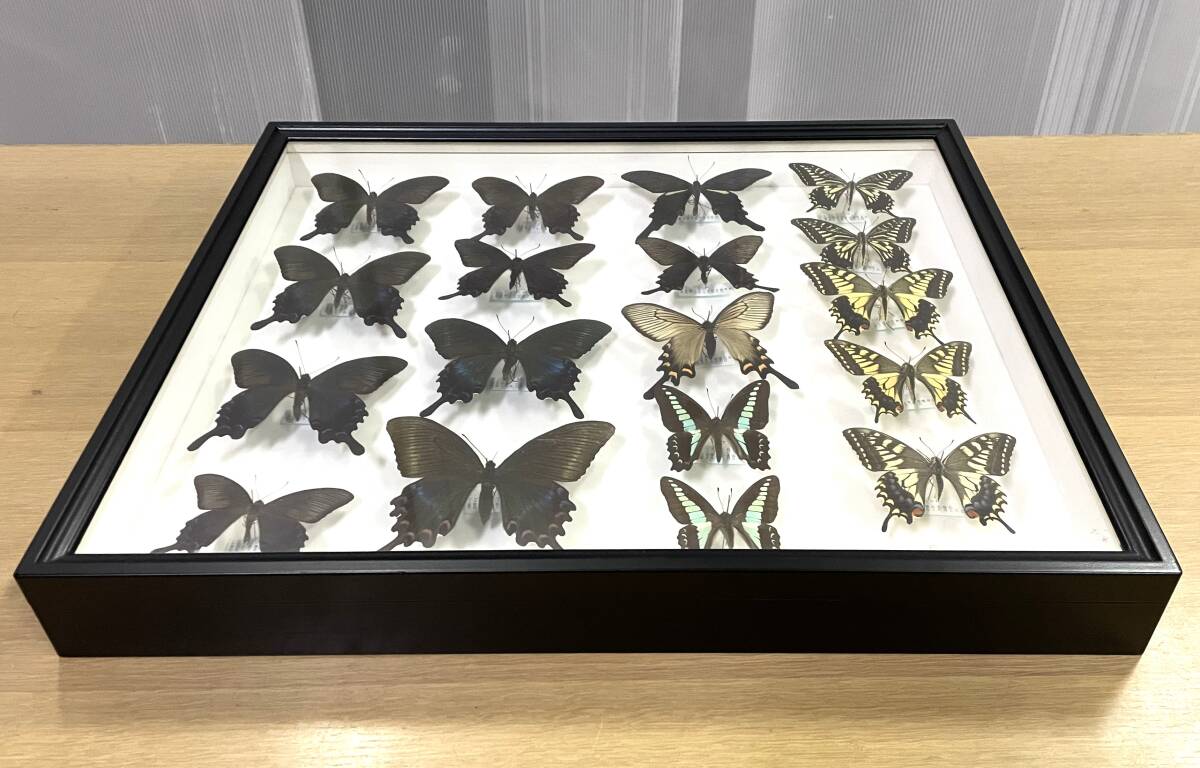 ◆蝶標(biāo)本/アオスジアゲハ/キアゲハ/ジャコウアゲハ/ミヤマカラスアゲハ/オナガアゲハ/ドイツ箱/ケース51㎝×42㎝◆17