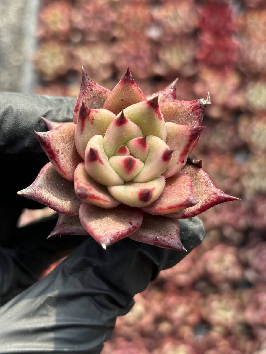 128株 C90-1 多肉植物 エケベリア 血羅 サボテン 観葉植物 花 128株 C90-1 多肉植物 エケベリア 血羅 サボテン 観葉植物 花
