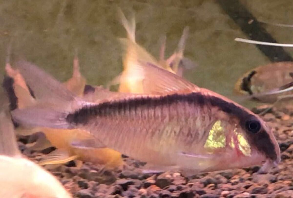 !_ Corydoras arc atas wild 3 шт комплект 