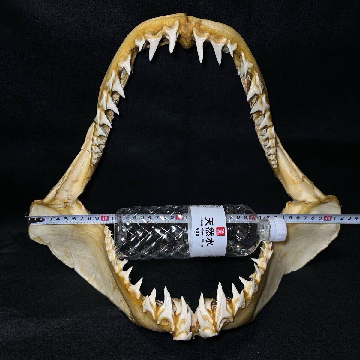特大【アオザメの顎骨 横幅約42cm】サメ 鮫 歯 牙 顎 骨格 標本 特大【アオザメの顎骨 横幅約42cm】サメ 鮫 歯 牙 顎 骨格 標本