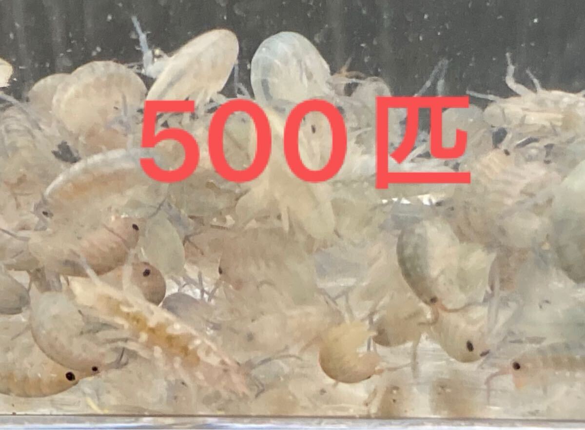 ヨコエビ（海水性）500匹※北海道・沖縄への発送不可 ★タツノオトシゴ・海水魚稚魚餌用★シードラゴン・餌