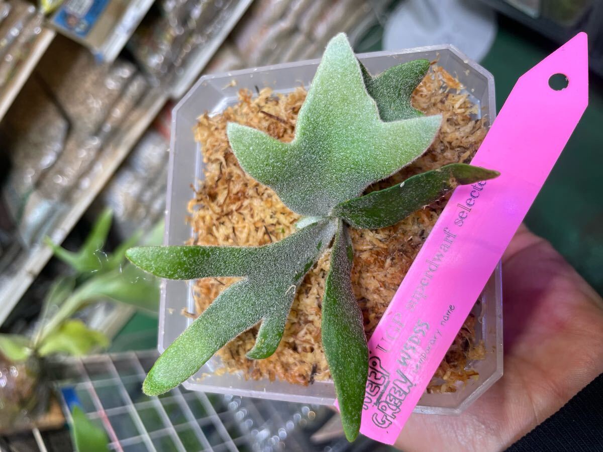 willinckii spore UG select-UGP21- Platycerium ビカクシダ willinckii spore UG select-UGP21- Platycerium ビカクシダ