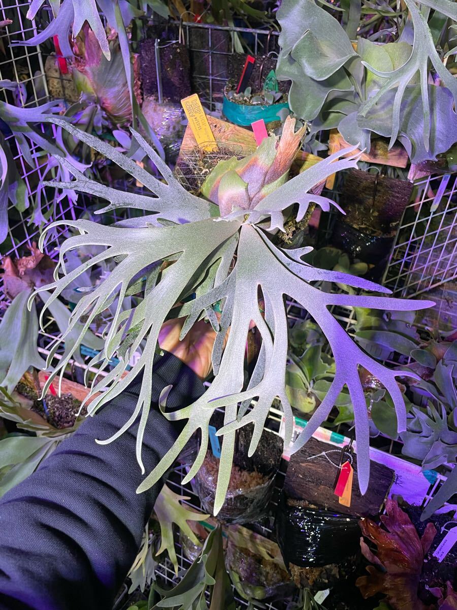 willinckii spore UG select-UGP21- Platycerium ビカクシダ willinckii spore UG select-UGP21- Platycerium ビカクシダ