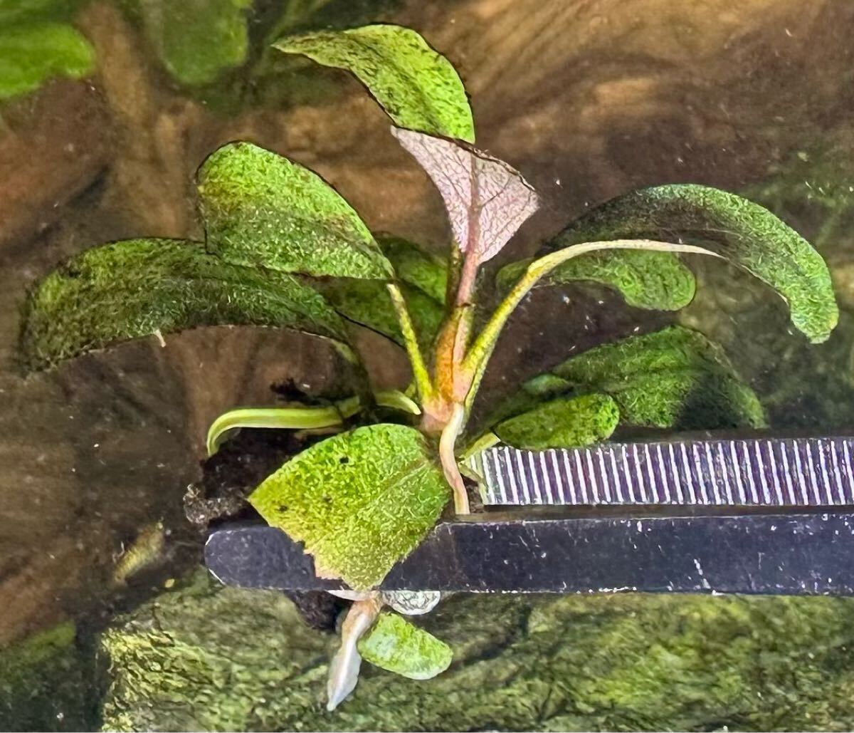 【未使用品】 ブセファランドラ sp 溶岩石付 水中葉 無農薬 Leaf Apple Brown 水草