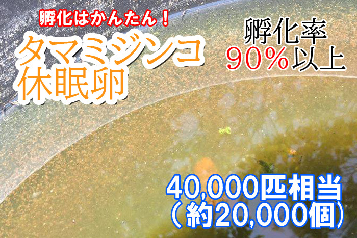 餌付き　タマミジンコ　休眠卵　40,000匹相当（約20,000個）×２セット　　耐久卵　メダカ　餌　ミジンコ　稚魚　　イモリ