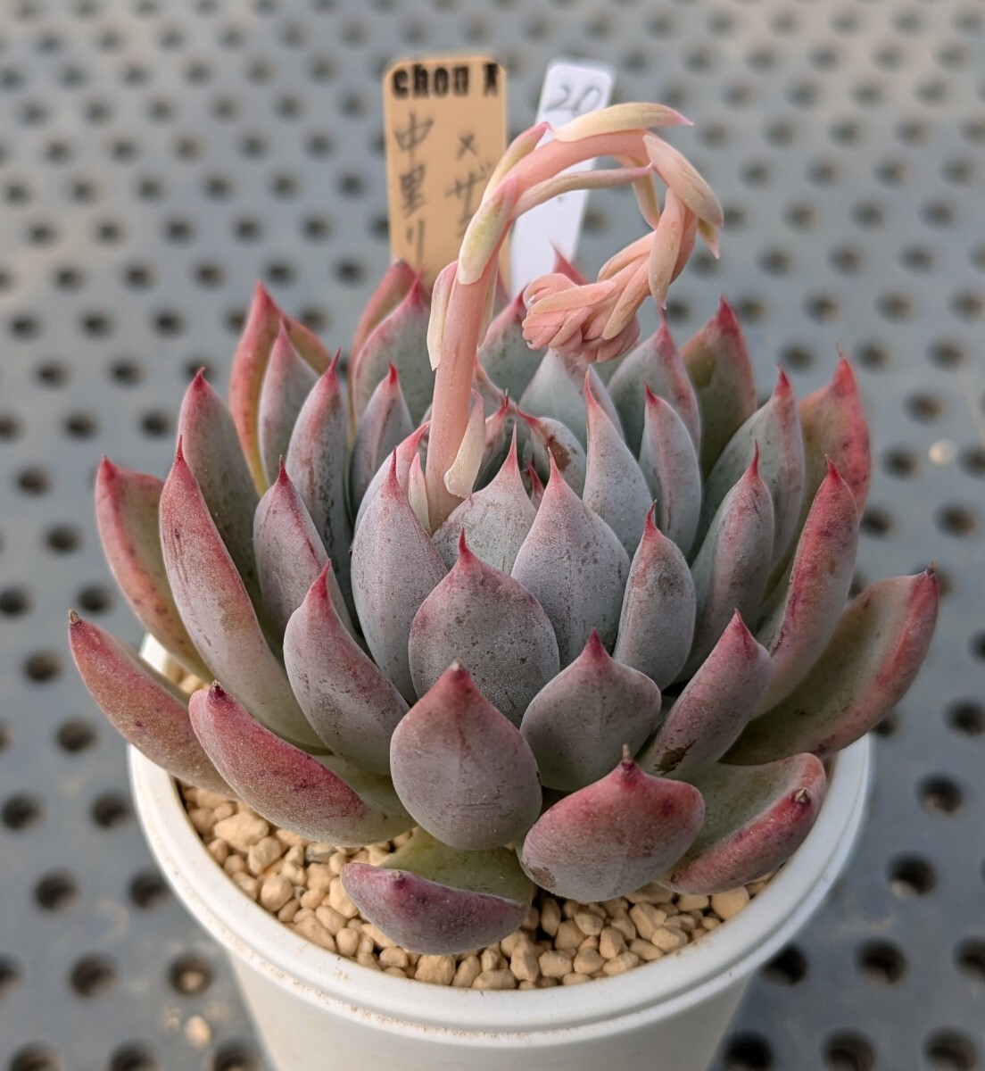 20.中里リンゼアナ×ザラゴーサSPノバ 実生苗 エケベリア 国産 多肉 Echeveria(サボテン)|売買されたオークション情報、Yahoo!オークション(旧ヤフオク!) の商品情報をアーカイブ公開 - オークファン(aucfan.com) 20.中里リンゼアナ×ザラゴーサSPノバ 実生苗 エケベリア 国産 多肉 Echeveria(サボテン)|売買されたオークション情報、Yahoo!オークション(旧ヤフオク!) の商品情報をアーカイブ公開 - オークファン(aucfan.com)