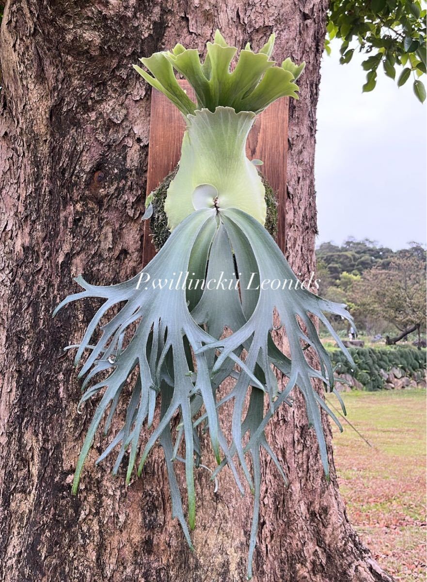 Y'sPlants】P. willinckii 'Leonids' 獅子座 Sporelings from 晴 Y'sPlants】P. willinckii 'Leonids' 獅子座 Sporelings from 晴