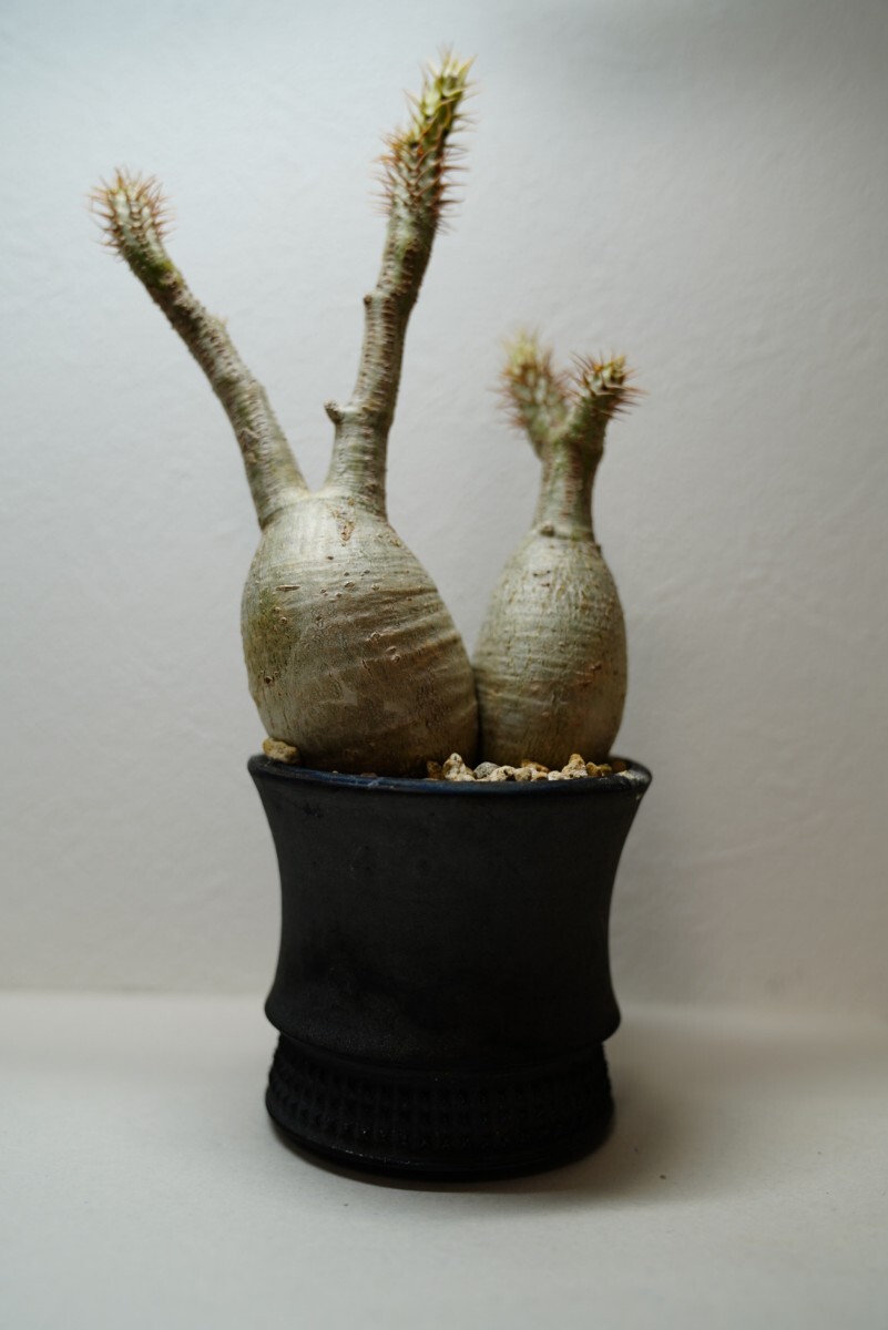 グラキリス スパイシージェム