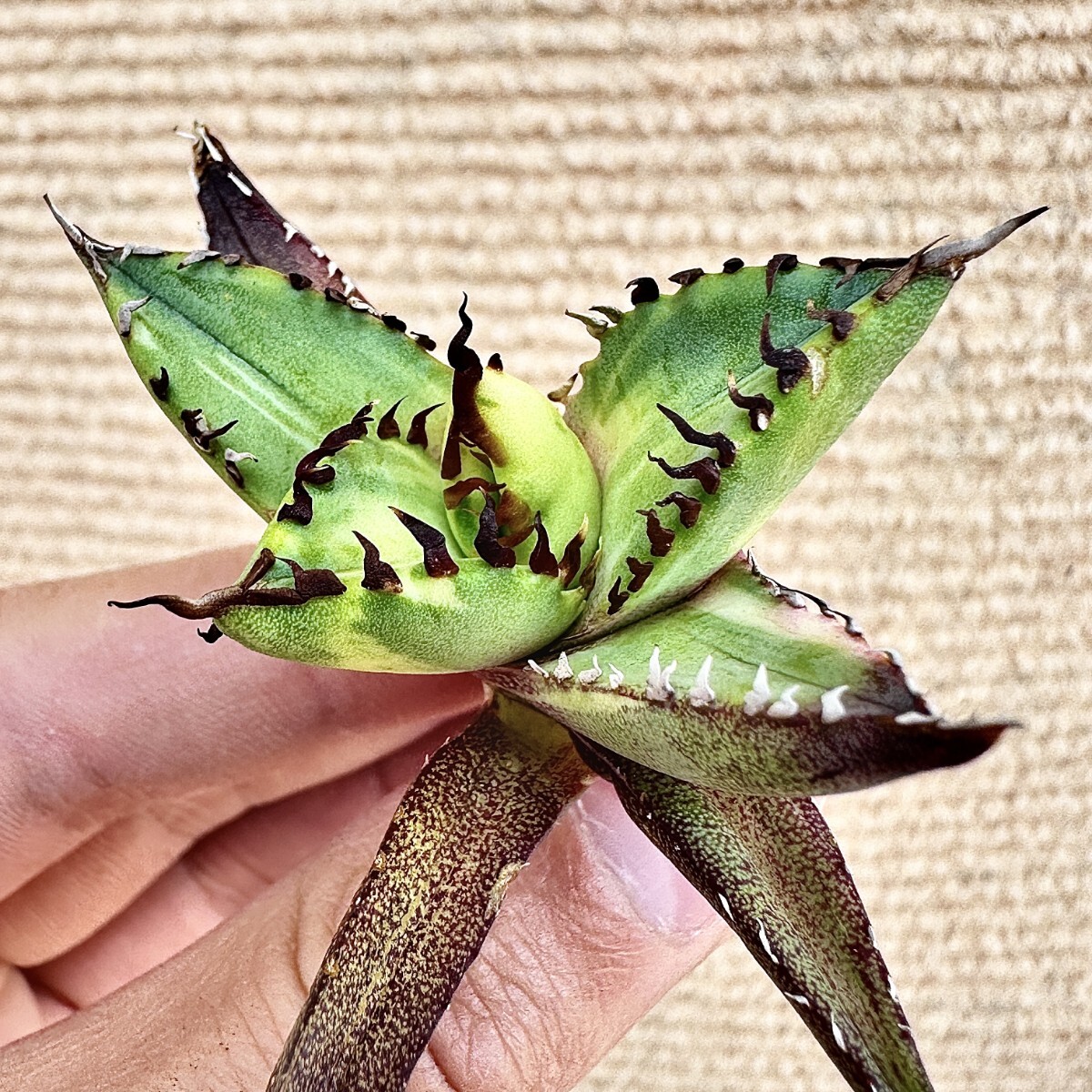 Lj_plants】Q10 アガベ チタノタ 黑鯨錦 極上強棘 特殊錦 超希少 Lj_plants】Q10 アガベ チタノタ 黑鯨錦 極上強棘 特殊錦 超希少