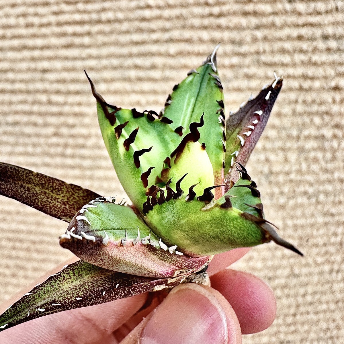 Lj_plants】Q10 アガベ チタノタ 黑鯨錦 極上強棘 特殊錦 超希少 Lj_plants】Q10 アガベ チタノタ 黑鯨錦 極上強棘 特殊錦 超希少