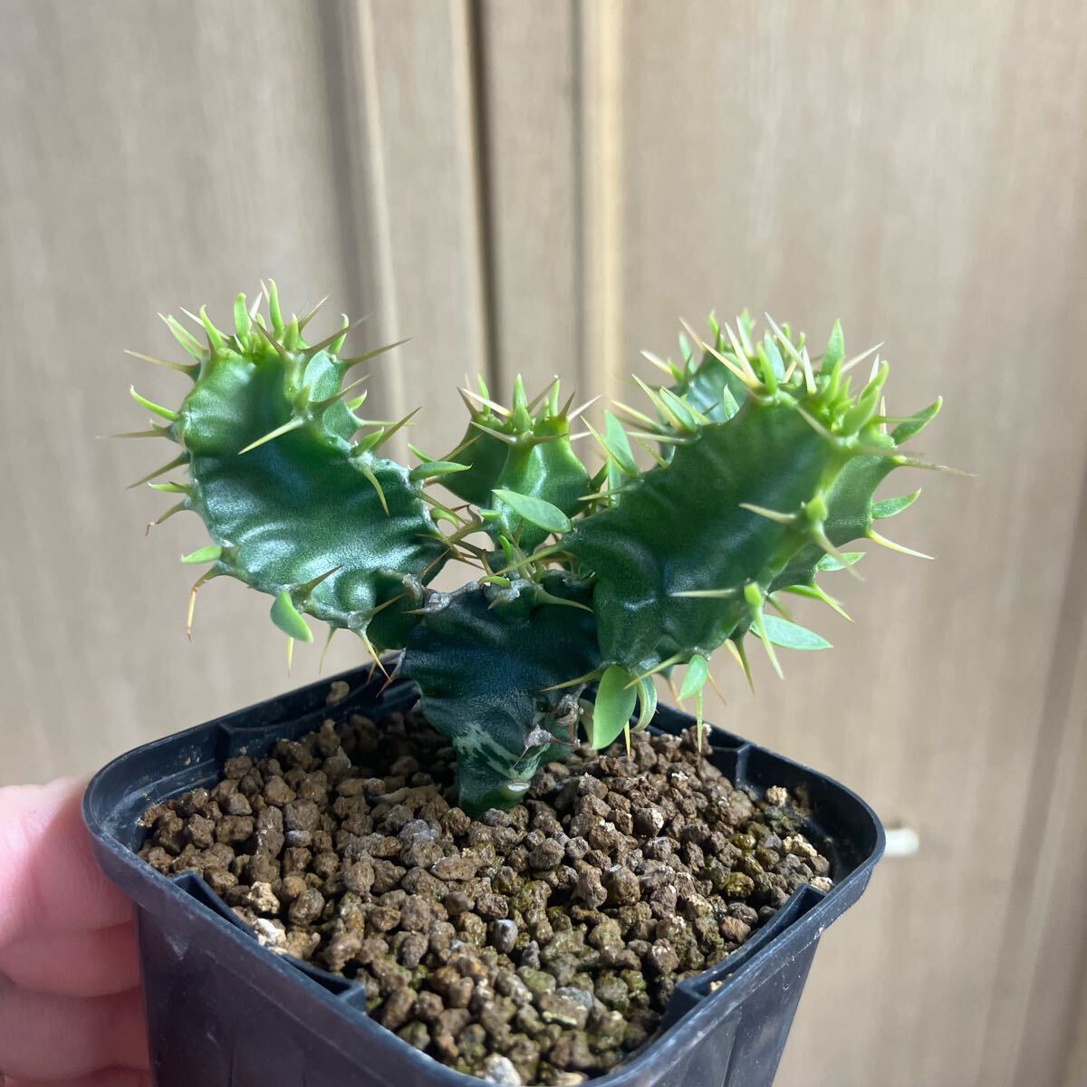 ユーフォルビア ムランジーナ 実生 多肉植物塊根植物 コーデック ユーフォルビア ムランジーナ 実生 多肉植物塊根植物 コーデック