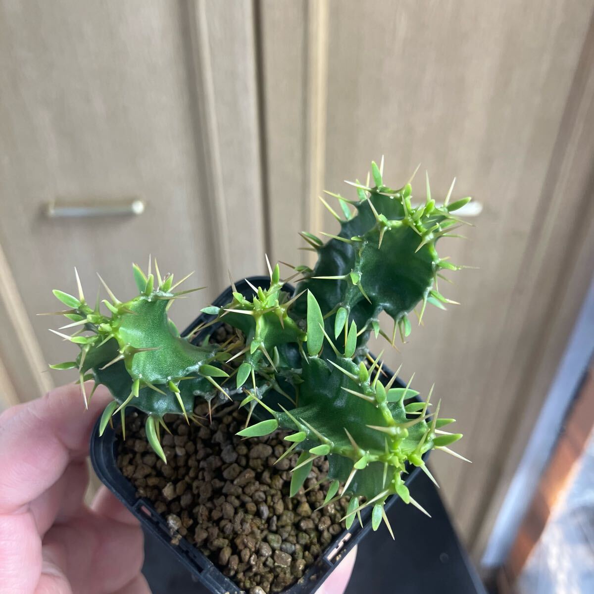 ユーフォルビア ムランジーナ 実生 多肉植物塊根植物 コーデック ユーフォルビア ムランジーナ 実生 多肉植物塊根植物 コーデック