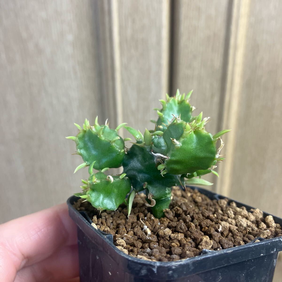 ユーフォルビア ムランジーナ 実生 多肉植物 パキポディウム ユーフォルビア ムランジーナ 実生 多肉植物 パキポディウム