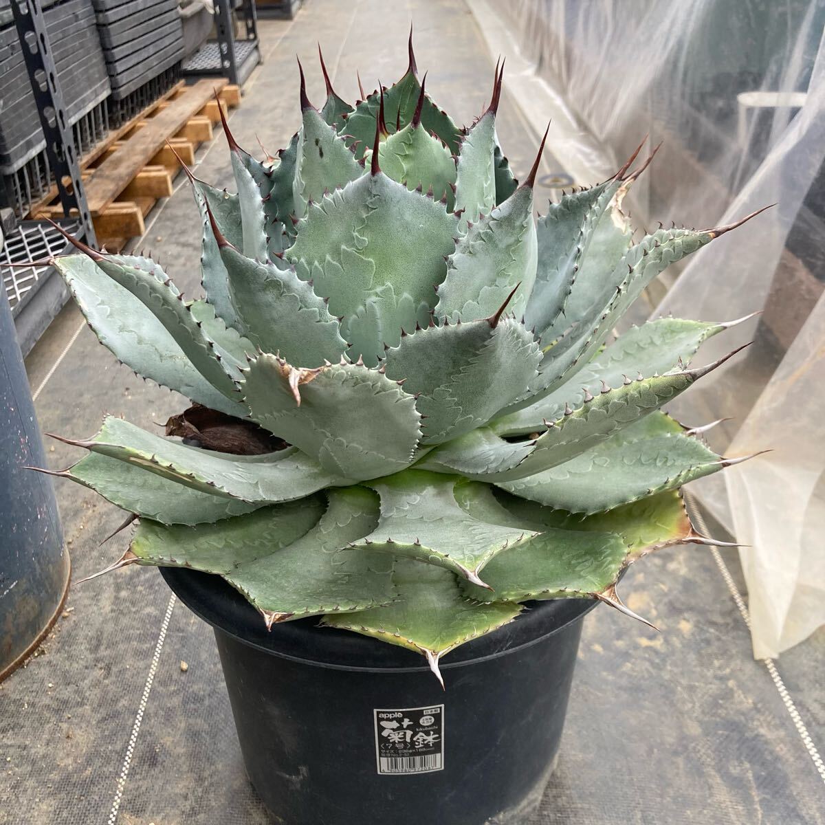 アガベ 吉祥冠 Agave アガベ 吉祥冠 Agave