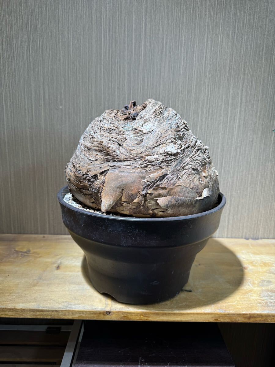 Boophane haemanthoidesブーファンハエマンソイデス トイデス Boophane haemanthoidesブーファンハエマンソイデス トイデス