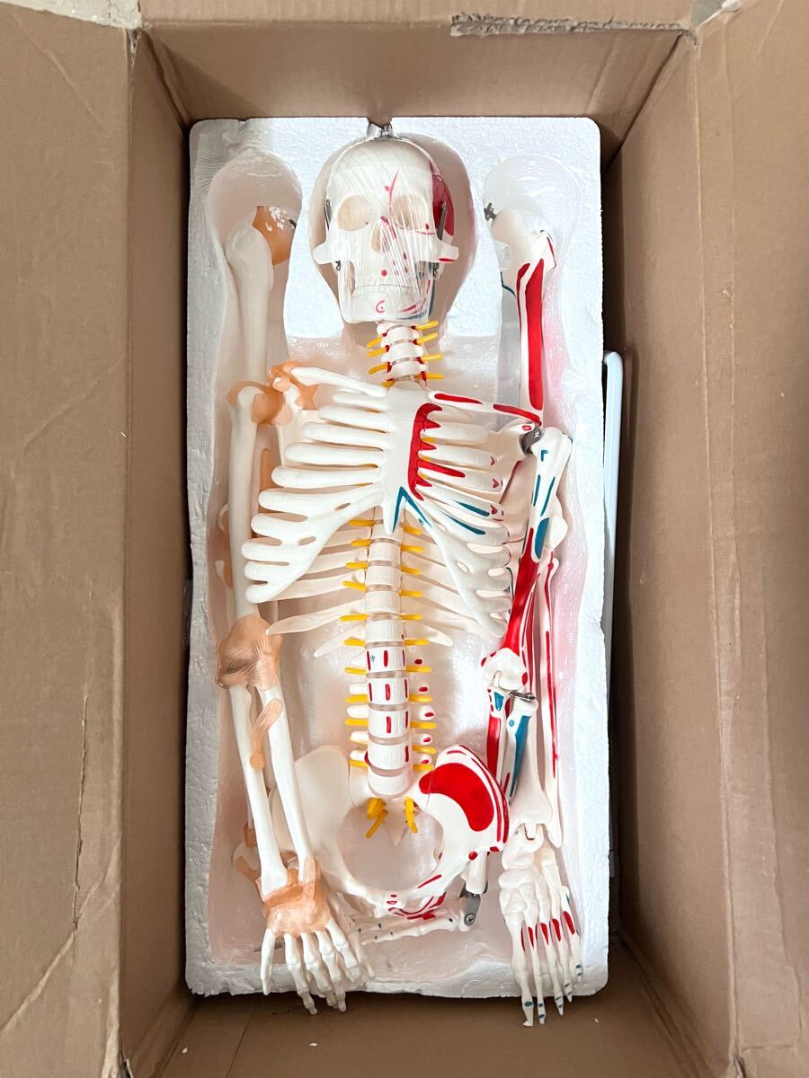人体骨格模型 直立 スタンド 付 高精度 筋肉起始 85cm 1/2モデル