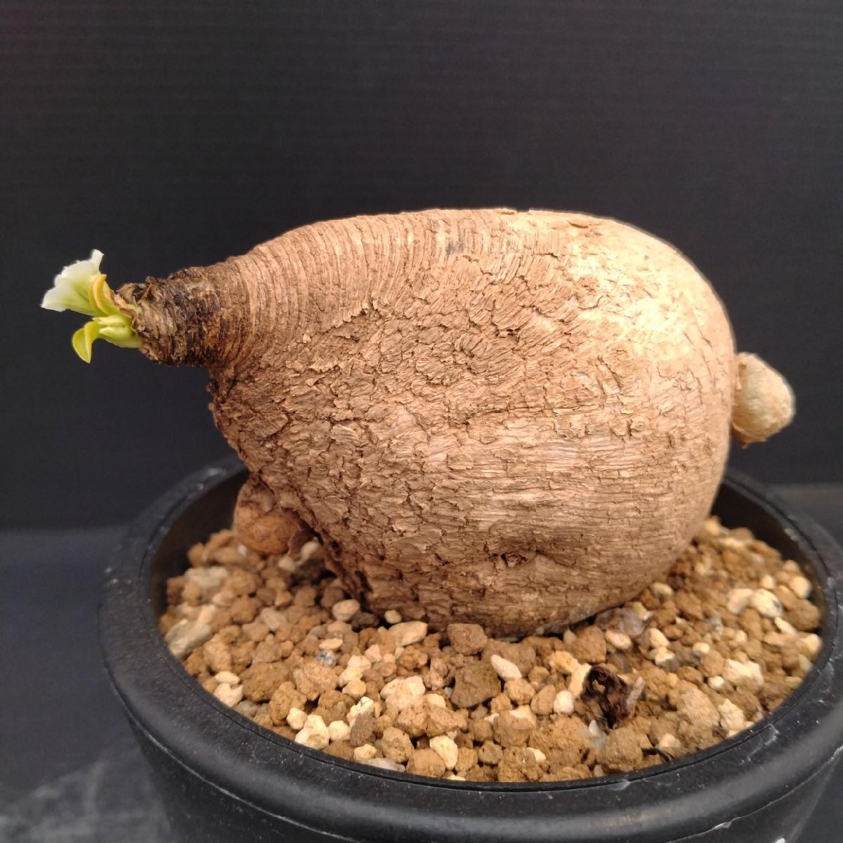 塊根植物 多肉植物 ユーフォルビア クンチー : plantlife - 通販